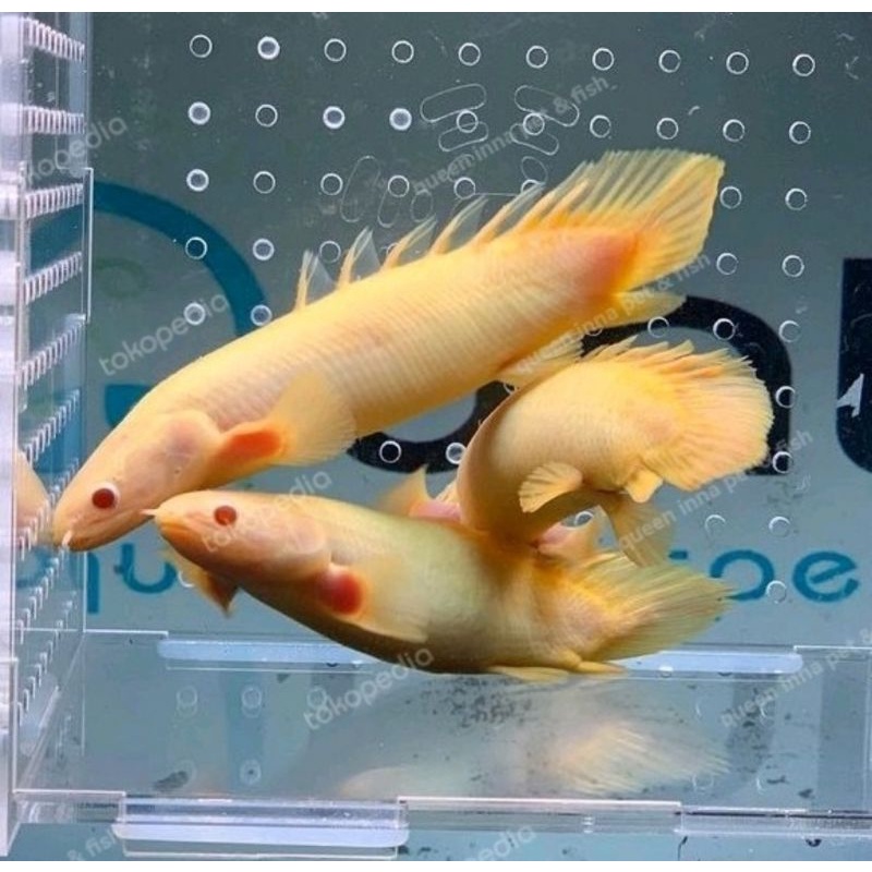 PALMAS ALBINO SENEGALUS SB (SHORT BODY)