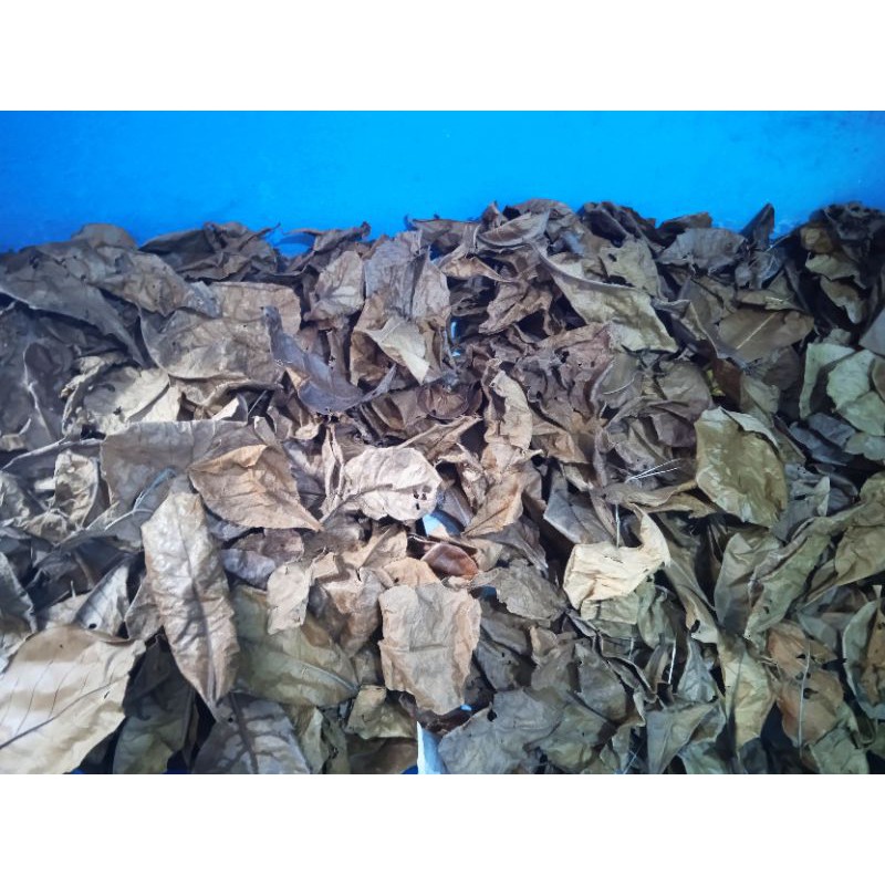 DAUN KETAPANG LAUT PREMIUM 100gram/murah/berkualitas