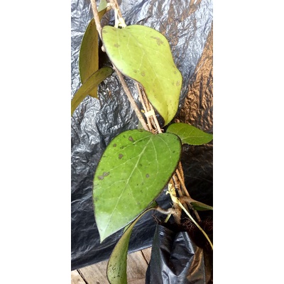 hoya Vetellina margin