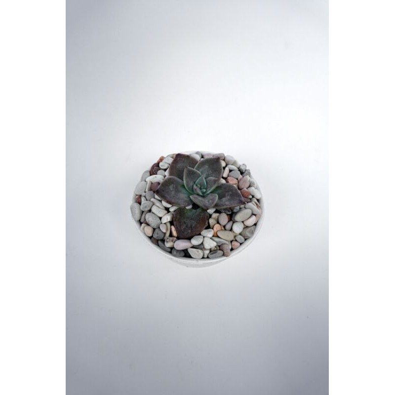 Kaktus Sukulen Echeveria