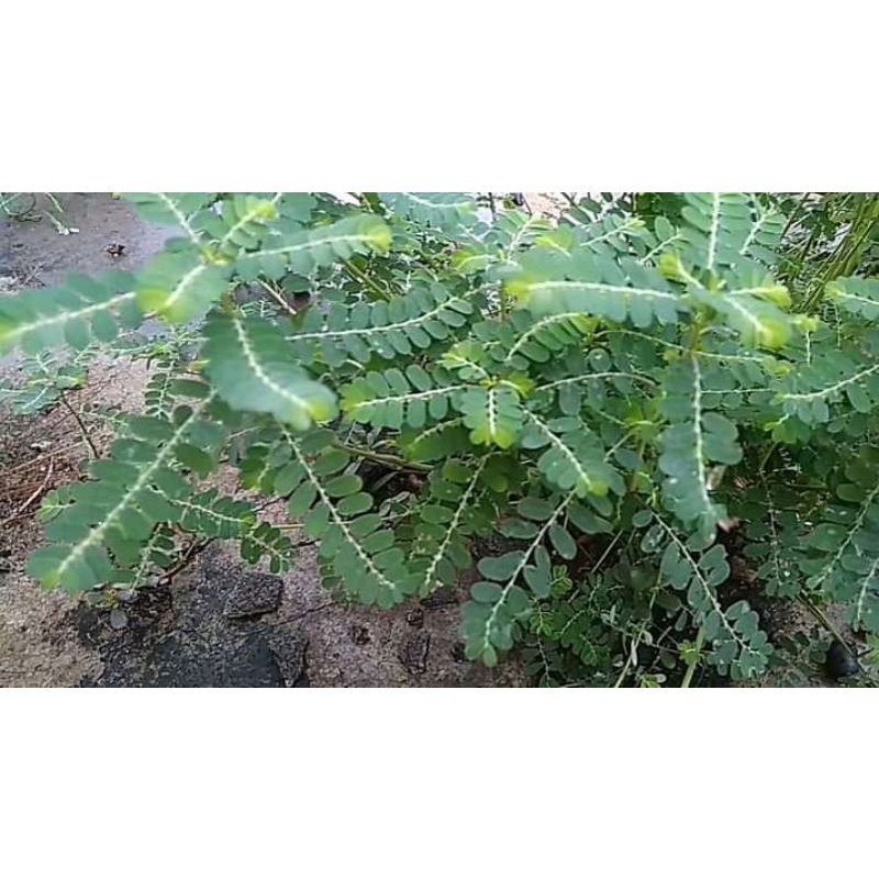 

Daun meniran segar per 250 gram