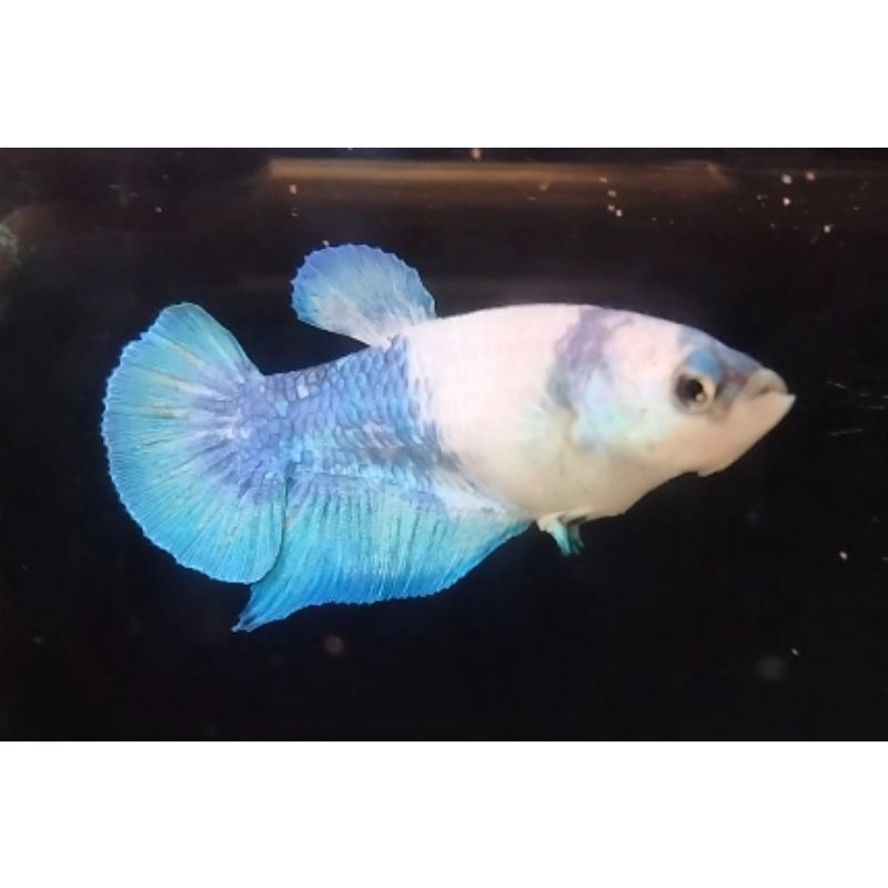 Ikan Cupang  Blue  Panda Female line blue rim real pict