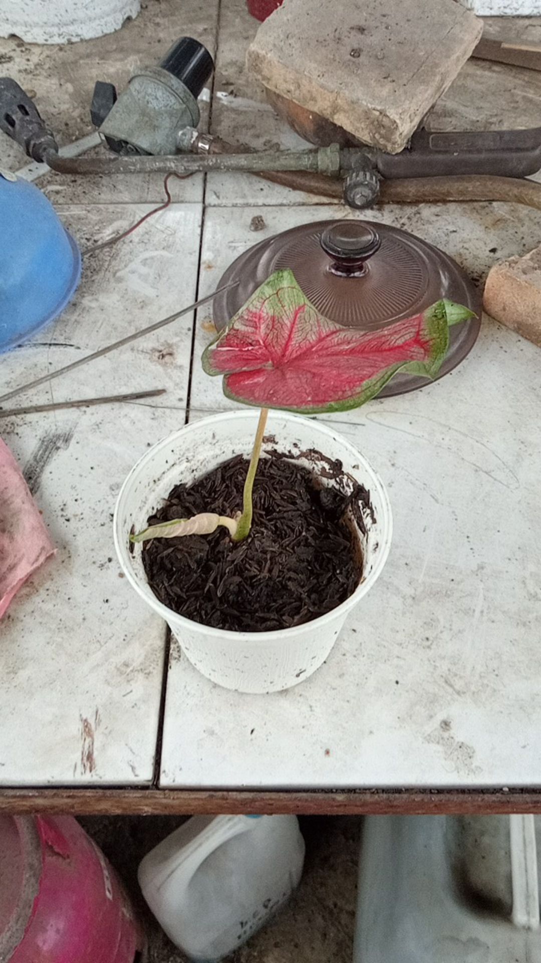 Surat Karantina/sekali Chekout/1 No Resi