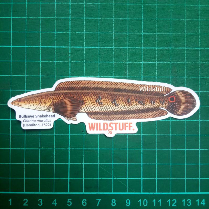 Sticker Wildstuff Channa marulius