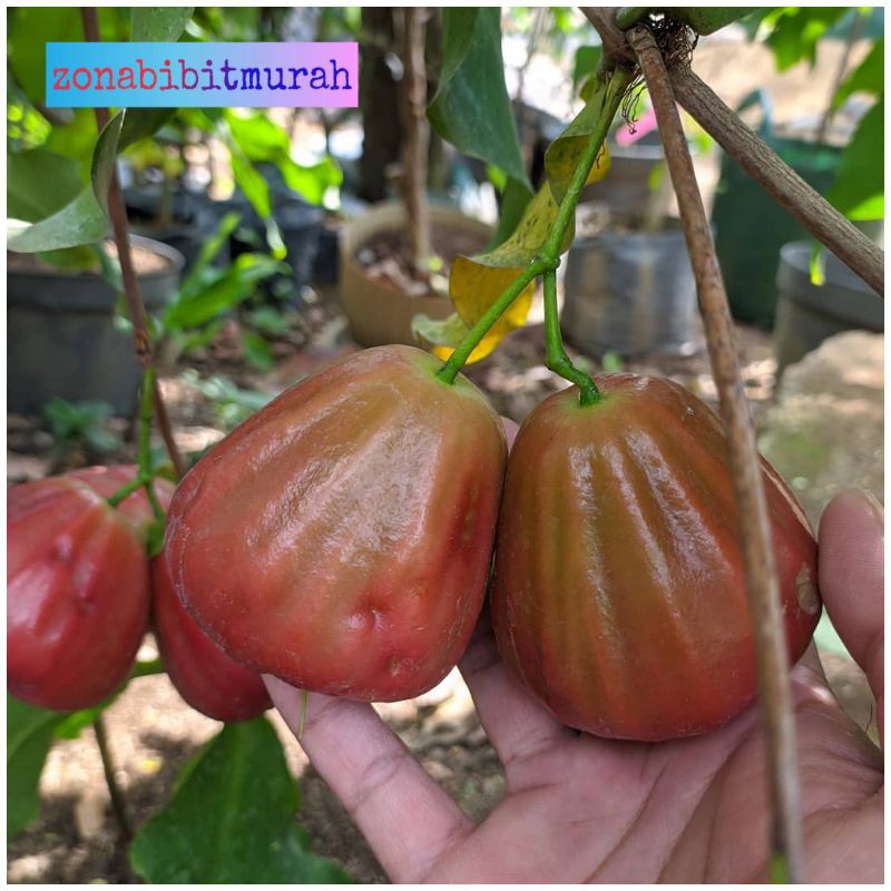 BIBIT JAMBU AIR DALHARI SUDAH BERBUAH live