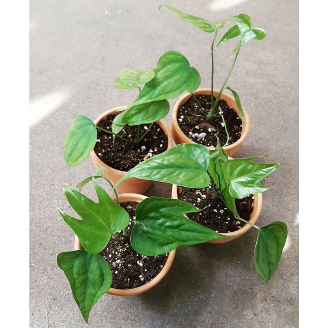 anthurium pedatoradiatum / anthurium jari