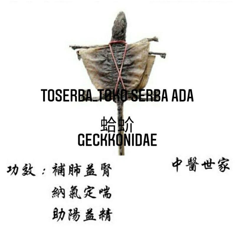 

Sepasang Ge Jie 蛤蚧 Tokek Kering Gekkonidae Premium Grade