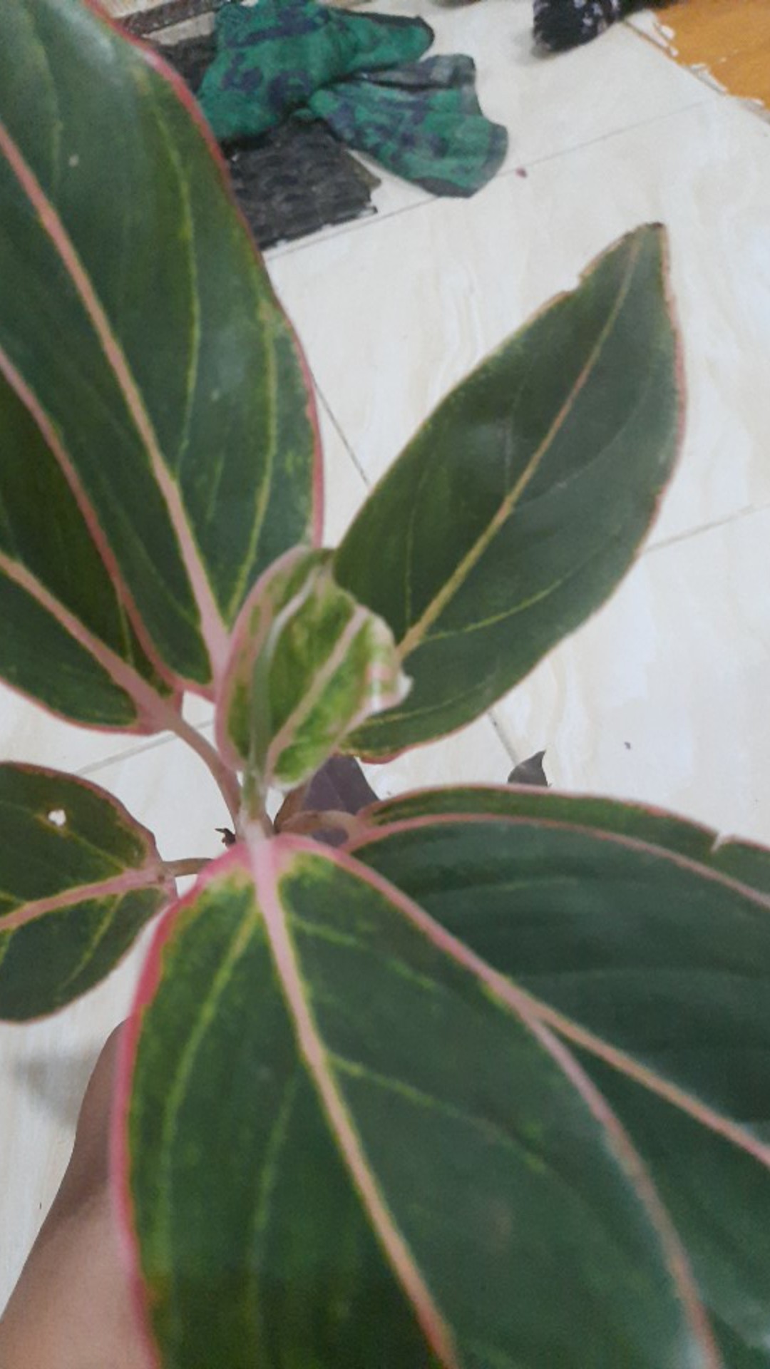 Tanaman Aglaonema Lipstik Pink/ Lipstik Kelasik