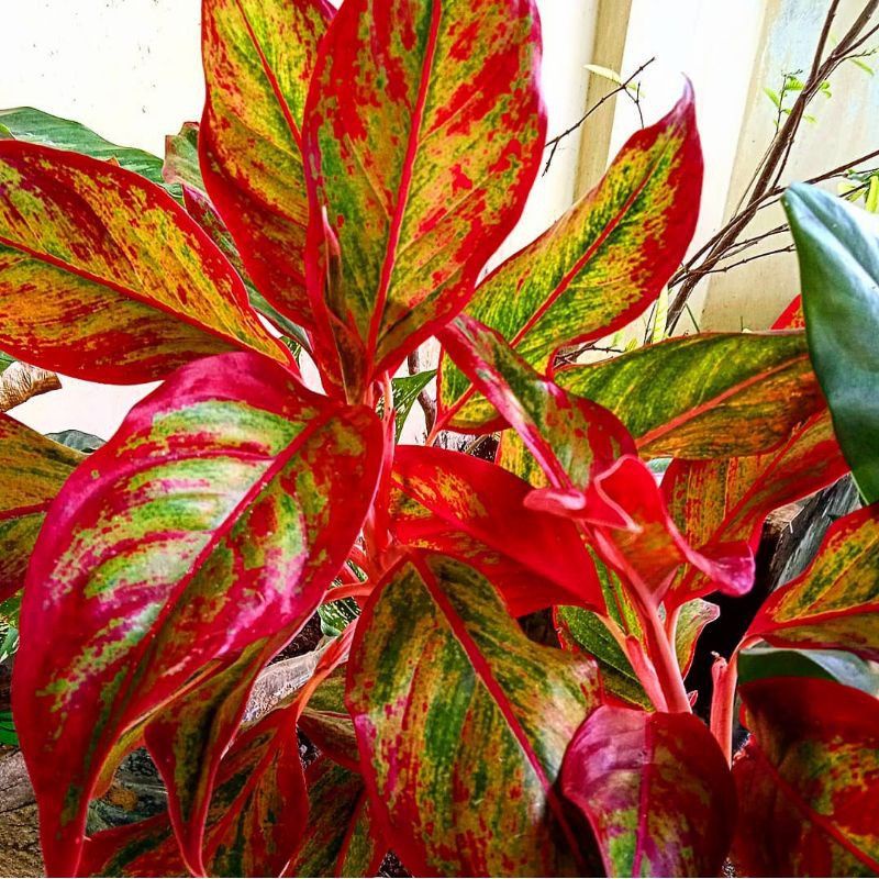 Tanaman Hias Aglonema Siam Aurora Mutasi / Tanaman Hias Lipstik Merah Mutasi / Aglonema Hias / Bunga