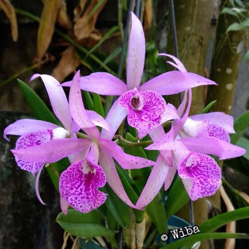 Cattleya Brassavola Maikai Mayumi