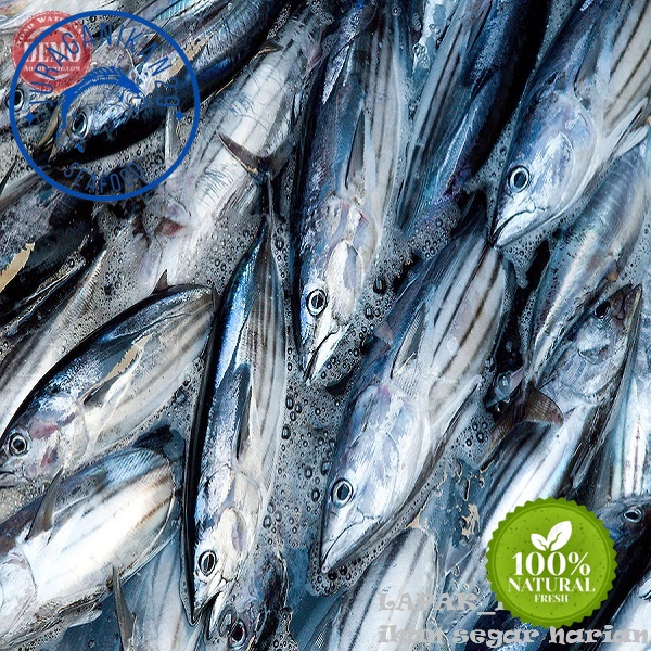 

Ikan Cakalang Segar 1~Kilogram