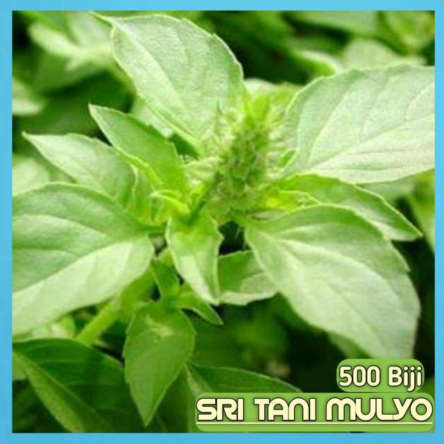500 Biji - BENIH KEMANGI LOKAL SUPER - BIBIT SAYURAN LALAPAN DAUN - KOMANGI  Bibit Lalapan BASIL LEMON-2