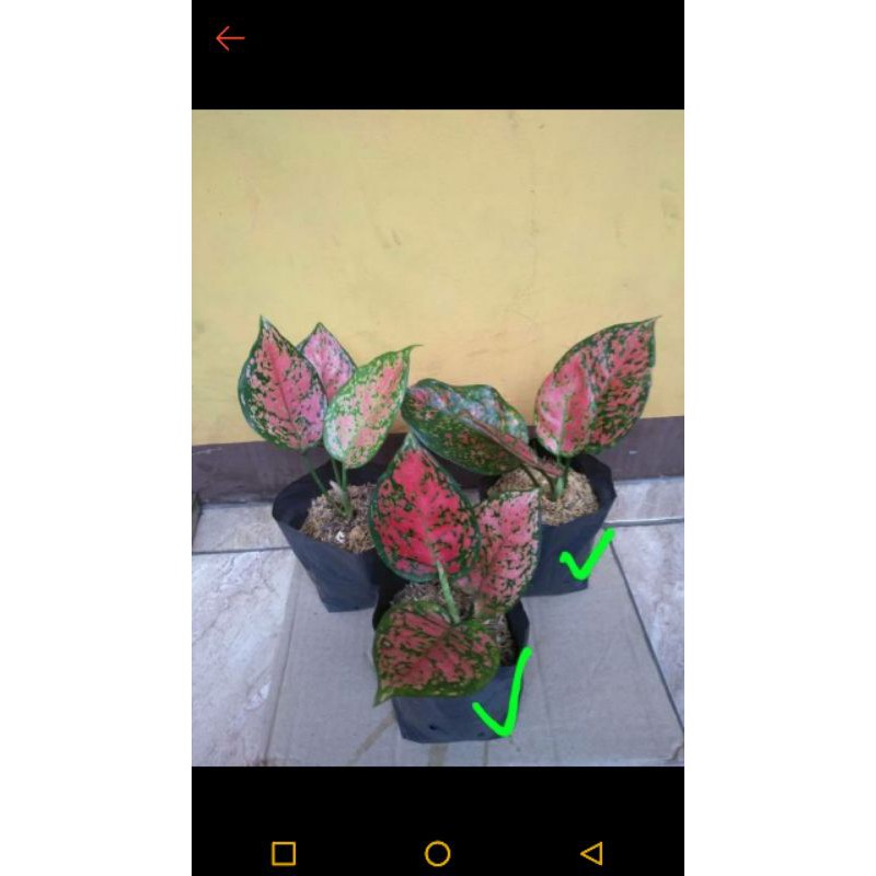Aglonema big roy (3) + dud anja pink (2) + Bonus