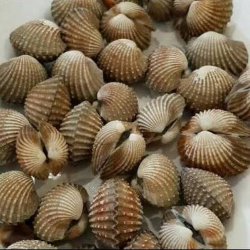 

Kerang dara hidup
