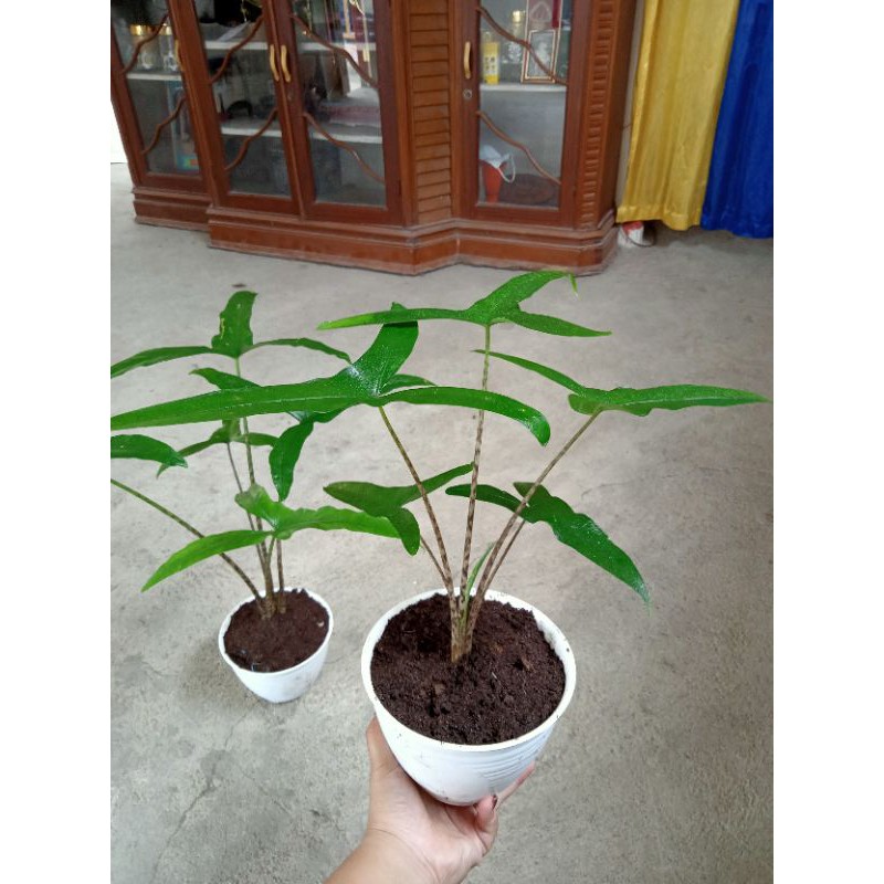 Sp.SulawesiUtara_Trigina