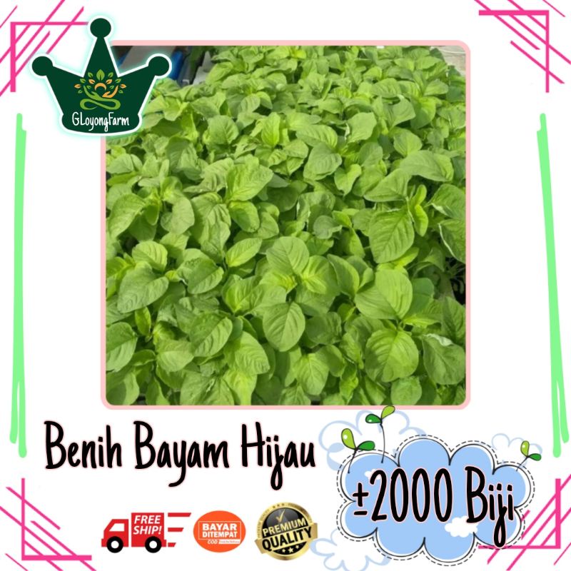Paket 5 Benih Sayuran Daun 30 Hari Panen Bayam Kangkung Pakcoy Selada Caisim
