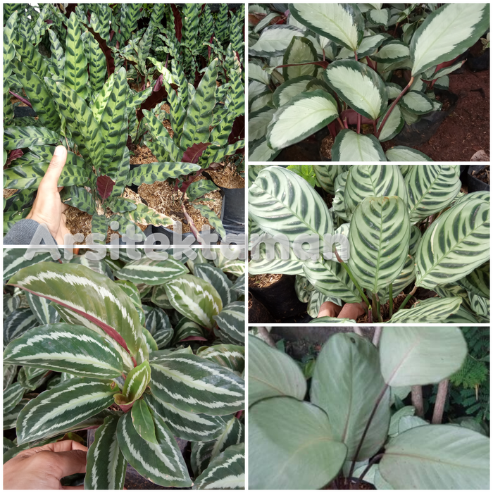 tanaman hias 5 paket tanaman calathea - 5 paket calathea