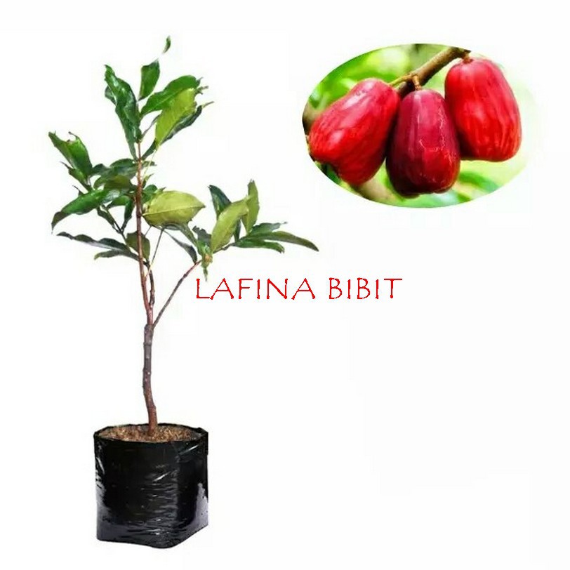 Bibit jambu jamaika