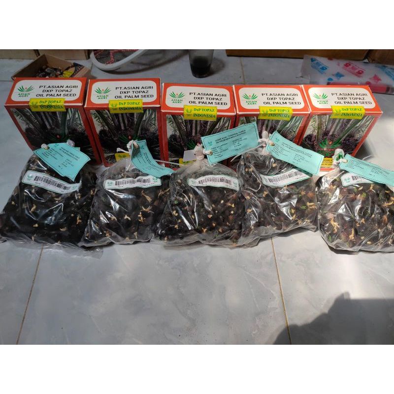 bibit kecambah sawit DXP Topaz