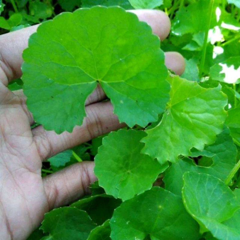 

daun pegagan segar 500gram