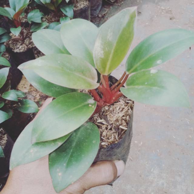 tanaman philodendron red congo, philo red congo, philo congo