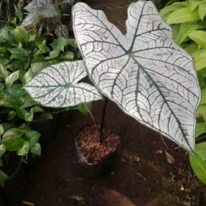 Tanaman hias Keladi putih / Bibit tanaman hias keladi