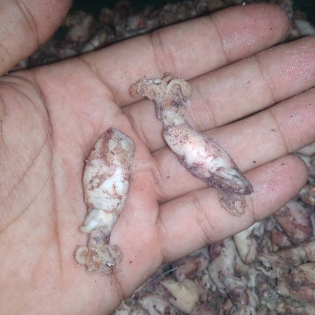 

Baby Cumi Asin ukuran 4 Cm isi 250 Gram