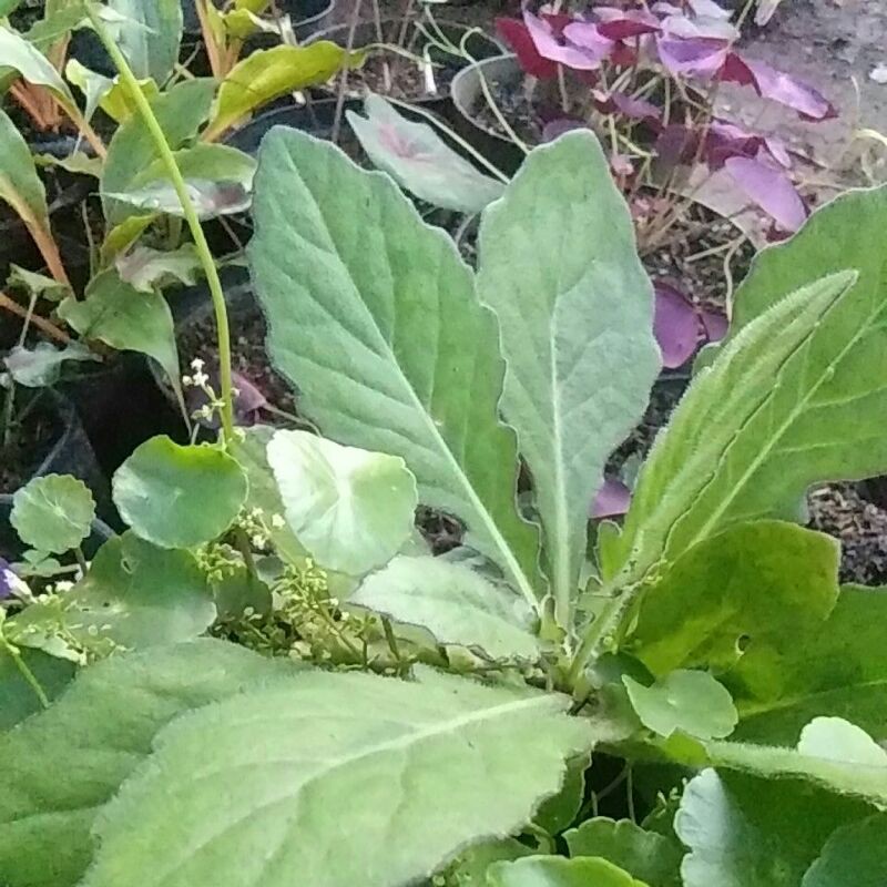 

Tanaman daun dewa