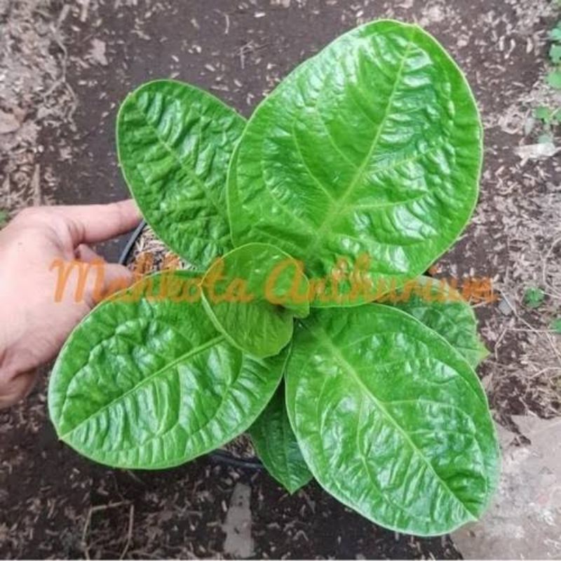 Jemani Mangkok Curly (tanyakan foto dan stok terlebih dahulu)