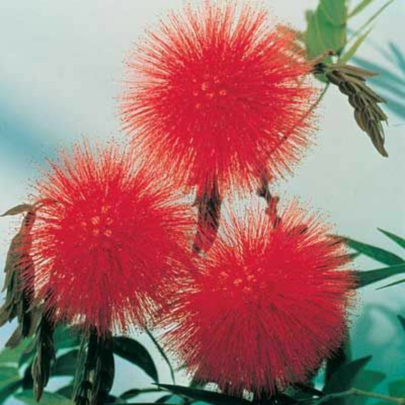 Tanaman hias bunga kaliandra Surinamensis (Calliandra Haematocephala pink powder puff)