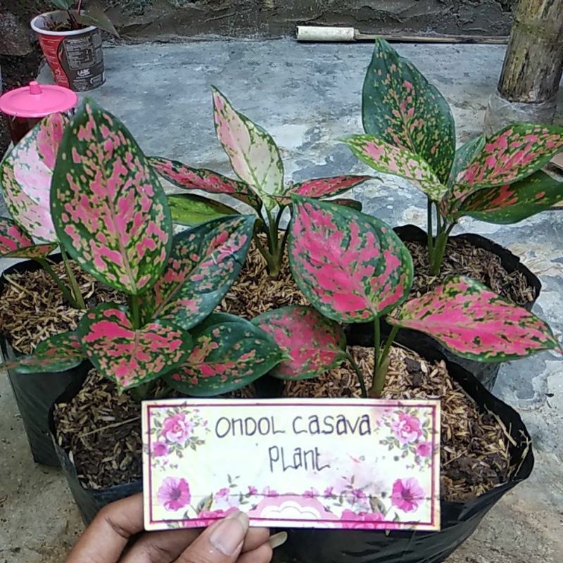 aglonema dut anjamani remaja