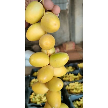 

buah kurma muda