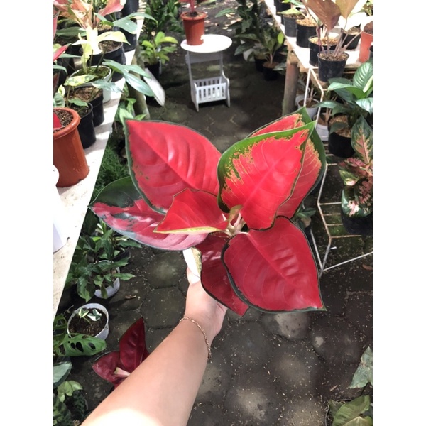 aglaonema suksom jumbo lokal