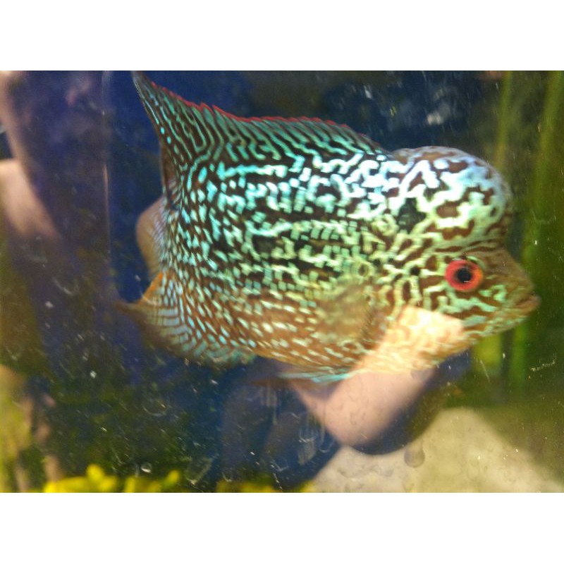 Ikan louhan kamfa F2 ORI thailand size 11cm
