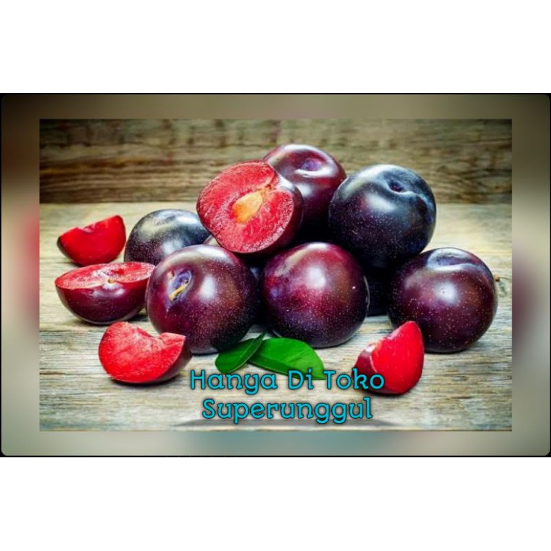 Bibit Plum Ausie Superunggul