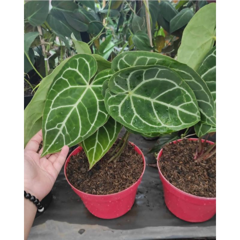 Tanaman hias kuping gajah daun besar / Tanaman kuping gajah jumbo