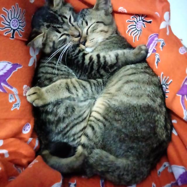 dyahayupitaloka23