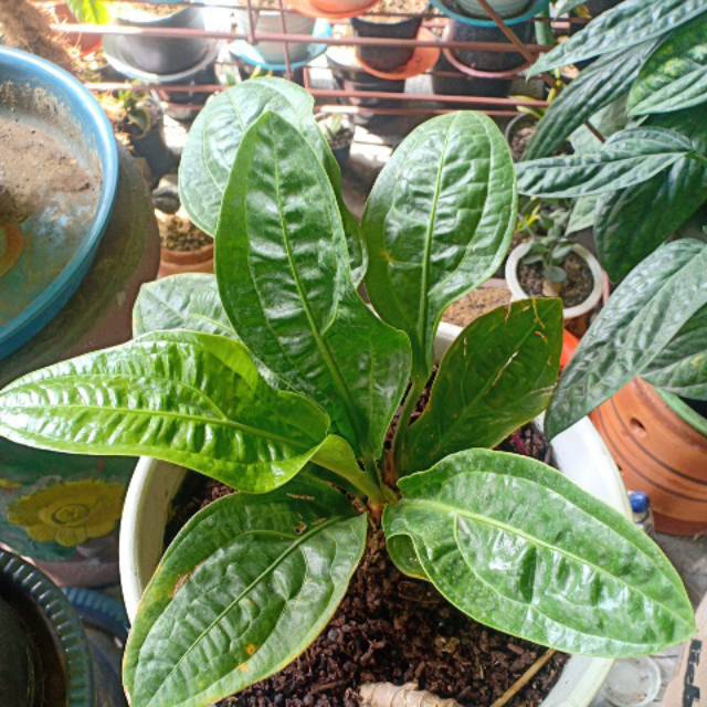 Anthurium oxycarpum/levis