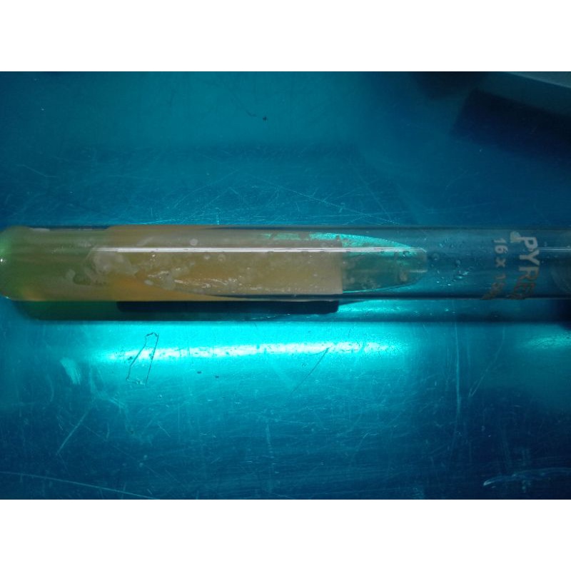 Lactobacillus plantarum jel agar miring