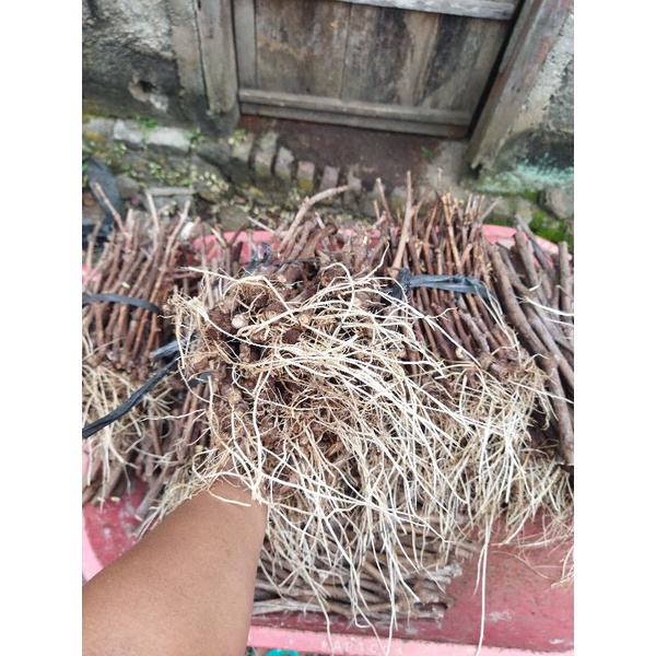 cutting anggur alfonso,red master,import udah kalus dan fresh