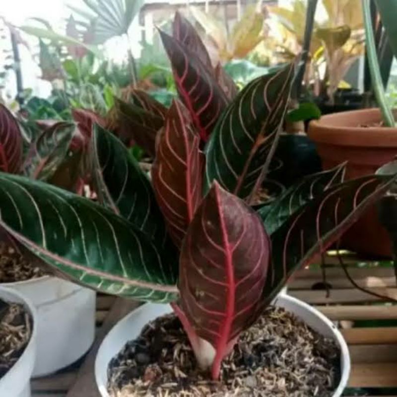 aglonema red sumatra/bongol aglonema