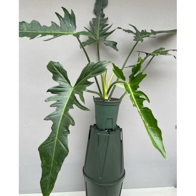 philodendron longilobatum #lelandmyano #longlilobatum
