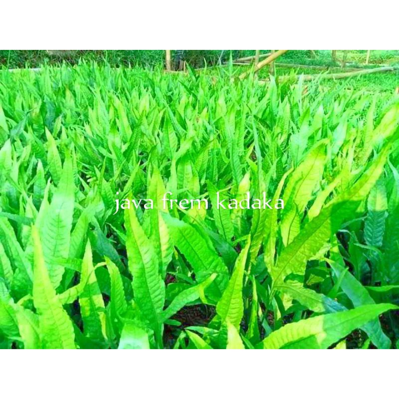 kadaka Tanaman Aquascape