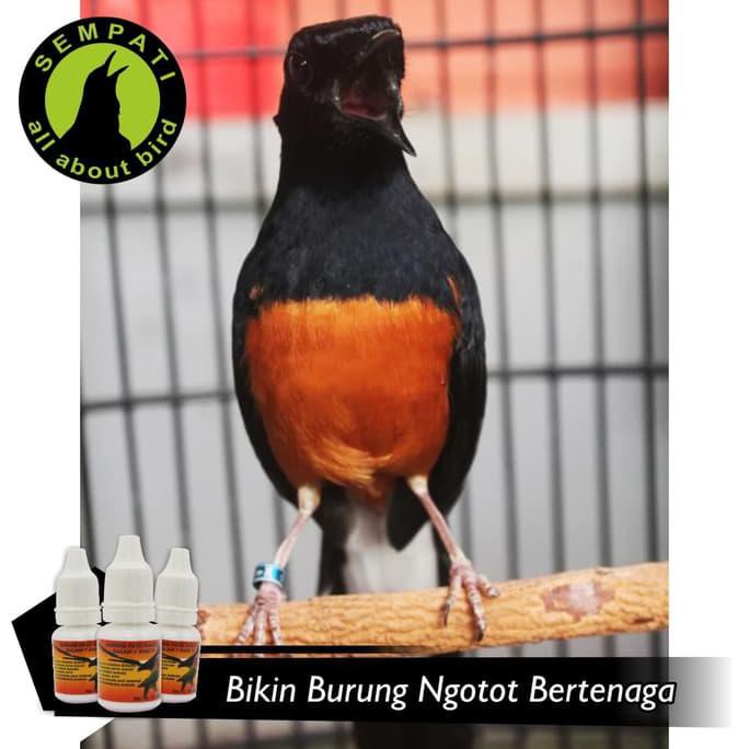 Produk Special Orange 10ml Aidy Wijaya Vitamin Burung Meningkatkan