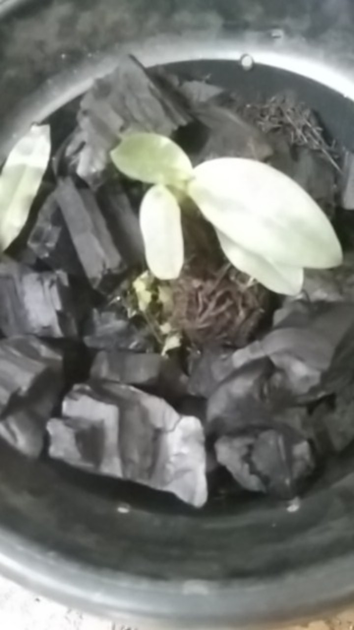 Papiopedillum Gloucophyllum