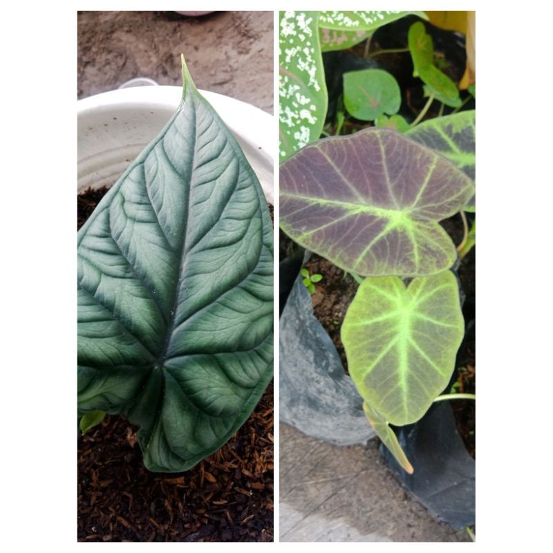 paket hemat, alocasia dragon scale, black beauty