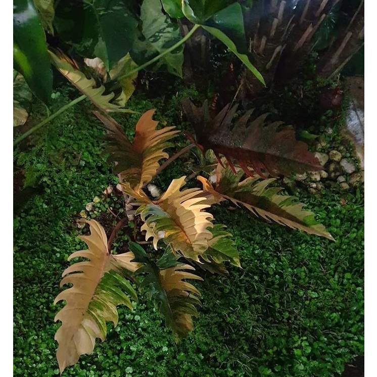 PROMO Promo bibit bonggol Tanaman hias philodendron caramel marble variegata / bonggol tanaman hias 