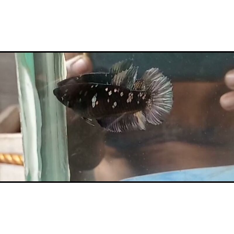 Ikan Cupang Betina Avatar Cooper Gold Full Telur