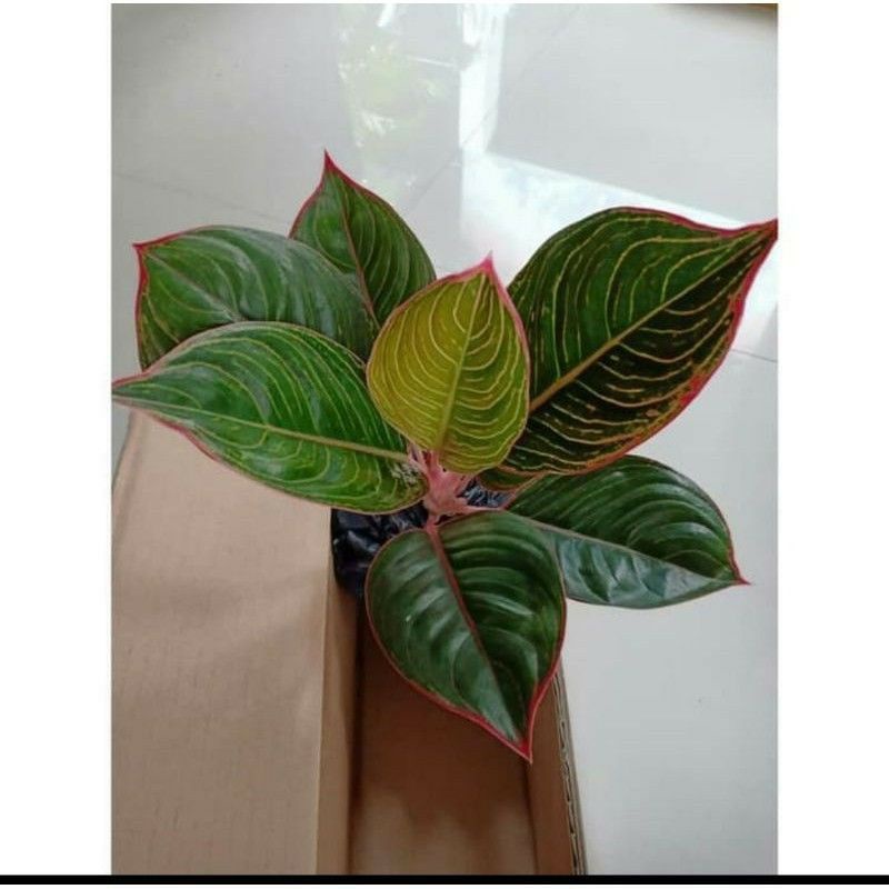 aglonema lipstik greg