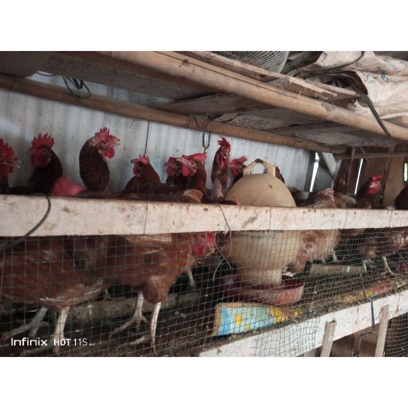AYAM PETELUR / AYAM MERAH, SUDAH BERTELUR. Bisa di potong di bersihin juga ya kak dan bisa juga beli